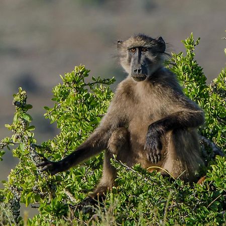 Kwandwe Private Game Reserve - Melton Manor Grahamstown Exterior photo